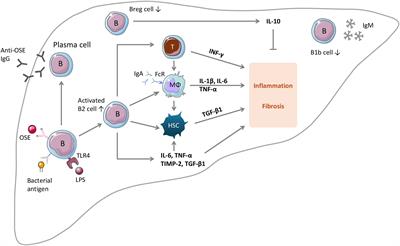 The multifaceted roles of B lymphocytes in metabolic dysfunction–associated steatotic liver disease